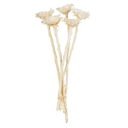  Vickerman H1ROC999 8-12" Bleached Rosette Compacta 5/Bundle 