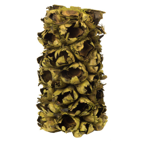 Vickerman H2GPS100 10-12" Basil Giant Seed Pod Segment 