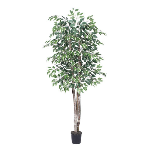  Vickerman TDX0260-07 6ft Artificial Variegated Ficus Deluxe Tree in Black Pot 