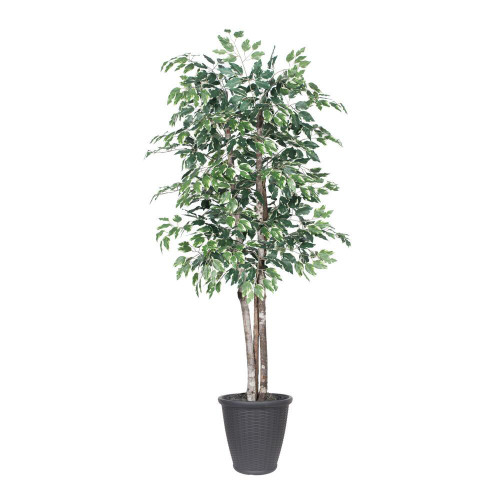  Vickerman TDX0260-RG 6ft Artificial Variegated Ficus Deluxe Tree in Gray Pot 
