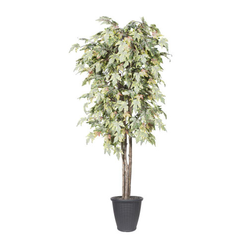  Vickerman TDX1760-RG 6ft Artificial Frosted Maple Tree in Pot 