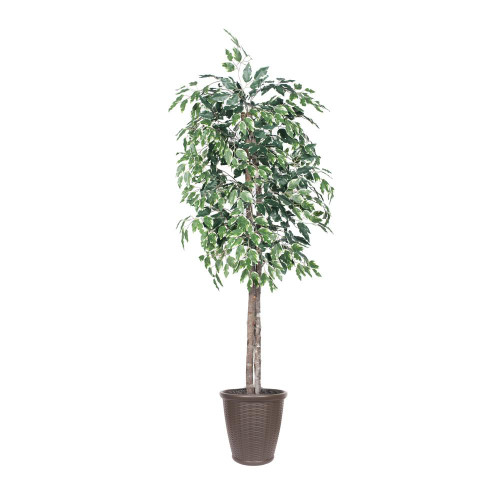  Vickerman TEC0260-RB 6ft Variegated Artificial Ficus Tree in Pot 