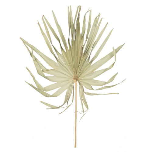 Vickerman H7PLC000 32-40" Natural Palm Leaf Uncut 12/bg 
