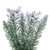 Vickerman A895230 - 30" Flocked Utica Fir Wreath 
