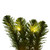 Vickerman G237048LED - 48" Deluxe Sequoia Pine Wreath with Warm White LED Lights 