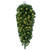 Vickerman G237148LED - 48" Deluxe Sequoia Pine Teardrop Wreath with Warm White LED Lights 