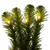Vickerman G237018LED - 9 ft Green Deluxe Sequoia Pine Christmas Garland - Warm White LED 
