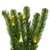 Vickerman G237025LED - 9 ft Green Deluxe Sequoia Pine Christmas Garland - Warm White LED