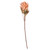 Vickerman FMA230118 - 30.5 in. Light Orange Dried Protea Stem Artificial Spray - 2 Pack 