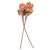 Vickerman FMA230118 - 30.5 in. Light Orange Dried Protea Stem Artificial Spray - 2 Pack 