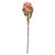 Vickerman FMA230218 - 22 in. Light Orange Dried Ginger Stem Artificial Spray - 3 Pack