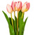 Vickerman FXT238779 - 16 in. Light Pink Tulip Bundle Artificial Spray - 2 Pack 