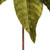 Vickerman RG233173 - 21.5 in. Lime Poinsettia Flower Artificial Spray - 2 Pack 