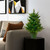 Vickerman A118224 - 2 ft Cashmere Pine Unlit Christmas Tree
