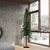 Vickerman A805190 8' x 50" Natural Alpine Tree 1221T