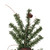 Vickerman A807220 2' x 14" Alpine Tree w/Cones/Vine 105T 
