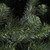 Vickerman A808714 - 50 ft Green Fir Christmas Garland - Unlit