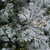 Vickerman A862086LED 10' x 66" Flkd Slim Sierra LED 1100WW