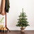 Vickerman B160437LED - 36" Anoka Christmas Tree with Lights