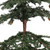 Vickerman B803927 - 4 ft Carmel Pine Unlit Christmas Tree