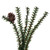 Vickerman C803932 32" Carmel Pine Table Top Christmas Tree