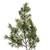 Vickerman EH213665 66" Green Cypress Full Garland 