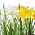 Vickerman FJ181201 - 10" Artificial Yellow Daffodil Burlap Pot Set of 2 