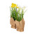 Vickerman FJ181201 - 10" Artificial Yellow Daffodil Burlap Pot Set of 2 