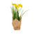 Vickerman FJ181201 - 10" Artificial Yellow Daffodil Burlap Pot Set of 2 