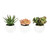 Vickerman FO190501 5" Green/Red/Gray Succulent Wht Pot Set3 