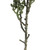 Vickerman FV193422 22" Mixed Green Senecio Spray Asst 6/pk 