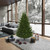 Vickerman G170375 - 7.5 ft Eagle Frasier Fir Unlit Christmas Tree