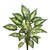 Vickerman FB172101 22" Dieffenbachia Exotica Bush-Grn/White 