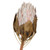 Vickerman H1KNG405-2 11-13" Blush King Protea Stem 2Pk 