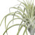  Vickerman FE172101 14" Tillandsia Pick 