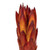 Vickerman H1REP475 8-12" Nat Red Repens on Nat Stem 180/Cs 
