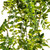 Vickerman FK170401 30" Green Buckler Fern Vine 