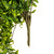 Vickerman FK170401 30" Green Buckler Fern Vine 