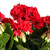 Vickerman FL170402 17.5" Red Geranium Bush 