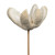 Vickerman H7BFS999 20" Bullet Flower Bleached Stems 50/pk 