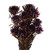 Vickerman H1PMF575 8-20" Violet Plumosum Bundle 8 Heads 