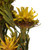 Vickerman H1PMF700 8-20" Yellow Plumosum Bundle-8 Heads 
