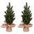  Vickerman LF203615 15" Balsam Fir Sapling Tree Burlap 2Pk 