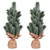 Vickerman LF203215 15" Frost Spruce Sapling Tree Burlap 2Pk