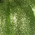 Vickerman MC225773 - 8 inch Lime Pumpkin Decor - Set of 3