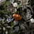 Vickerman N151288DMV 5.7" Copper Matte Onion UV 3/Bag