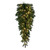 Vickerman K224437LED - 36" Douglas Fir Teardrop Wreath with Warm White LED Lights