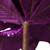 Vickerman RG221366 - 24 in. Purple Velvet Poinsettia Artificial Spray