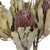 Vickerman H1BAM400-3 12" Nat Pink Banksia Menzi Flower 3/Pk 