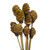 Vickerman H1PLC000 18-24" Cream Platy Cone on Stem - 10/Pk 